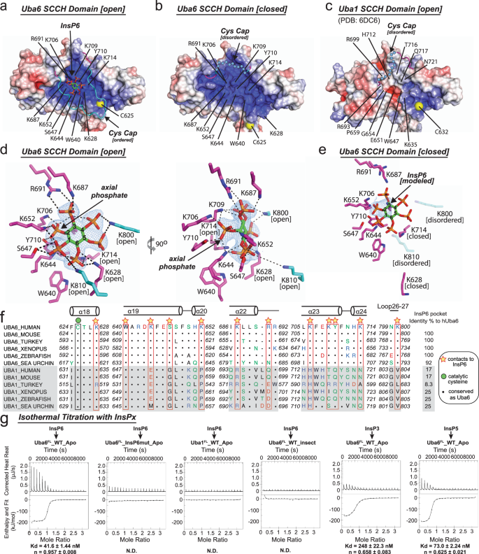 Fig. 3: InsP6 binds to a highly basic pocket unique to the SCCH domain of Uba6.