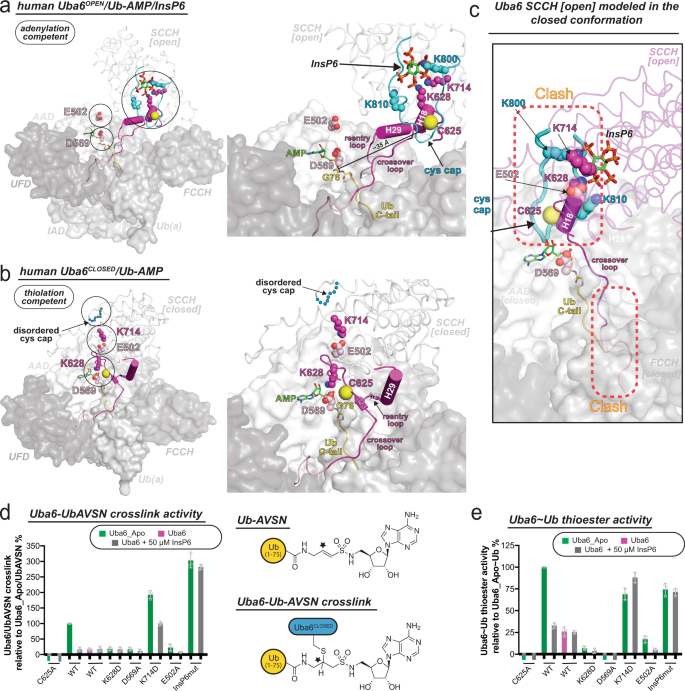 Fig. 5: Mechanism of InsP6 modulation of Uba6 activity and stability.