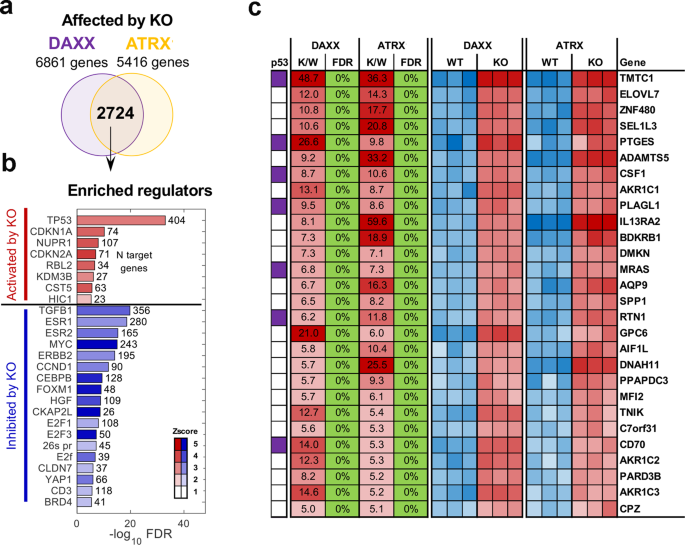 Fig. 1: Transcriptomic profile of DAXX_KO and ATRX_KO U87 cells.