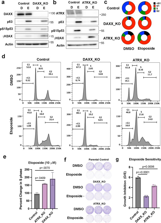 Fig. 2: Aberrant DNA-damage response in DAXX_KO and ATRX_KO U87 cells.
