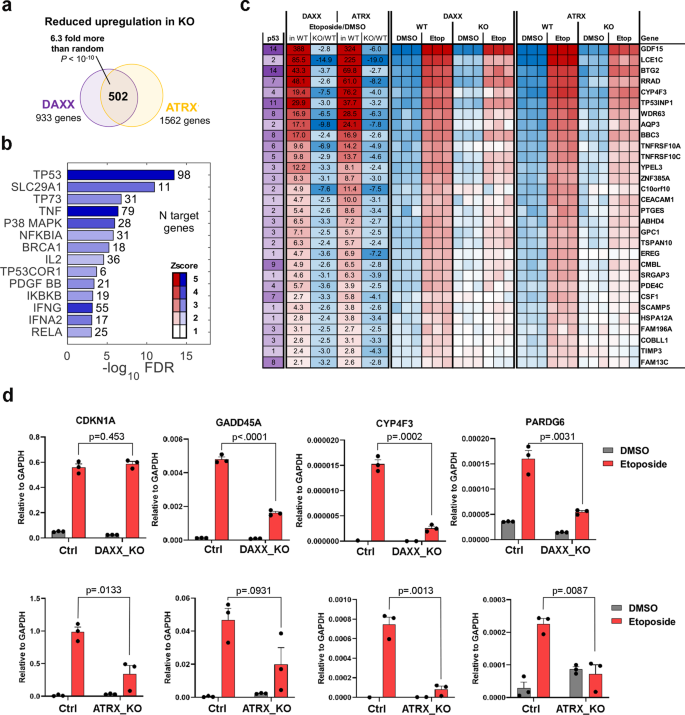 Fig. 3: Transcriptomic analysis of DNA damaging response in DAXX_KO and ATRX_KO U87 cells.
