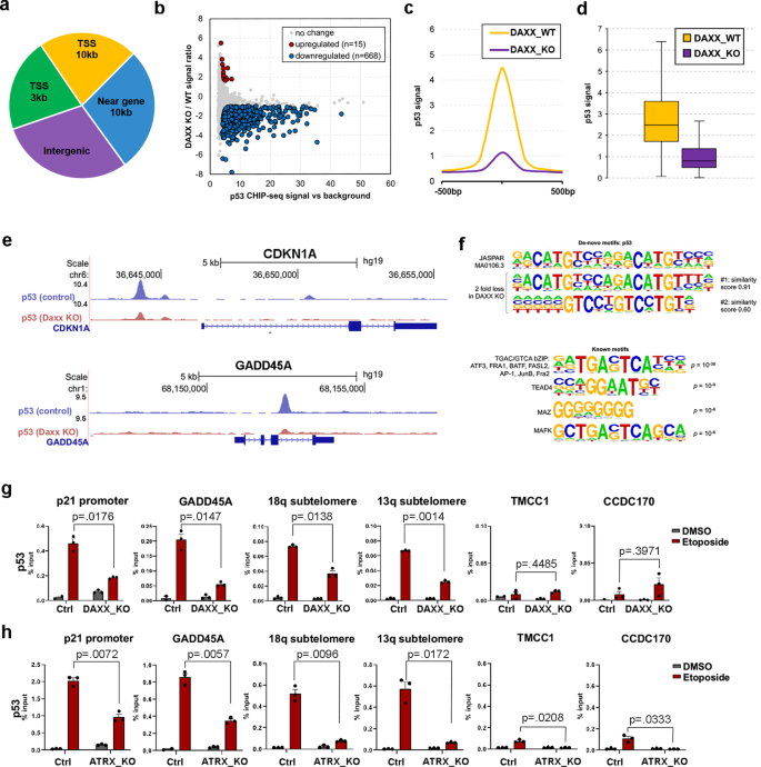 Fig. 4: Attenuation of p53 chromatin binding in DAXX_KO and ATRX KO U87 cells.