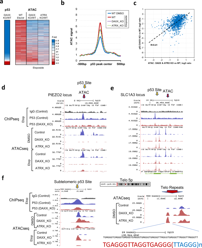 Fig. 5: p53 binding correlates with ATAC-Seq changes.