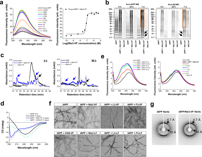 Fig. 2: Nanomolar affinity IAPP/ACM interactions yield amyloid fibril-resembling but ThT-invisible nanofibers.