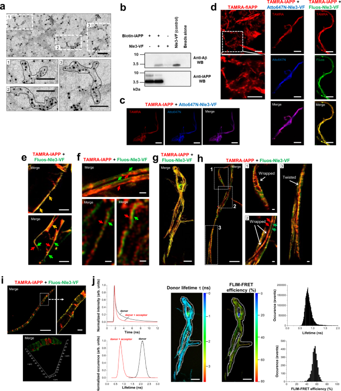 Fig. 3: Evidence for supramolecular IAPP/ACM nanofiber co-assembly.
