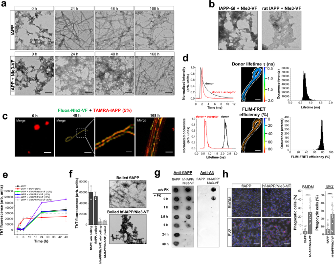 Fig. 4: Mechanism of formation and properties of IAPP/ACM nanofiber co-assemblies.