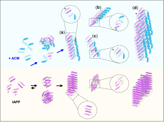 Fig. 5: Proposed mechanism and hypothetical models of IAPP/ACM nanofiber co-assembly versus IAPP amyloid self-assembly.