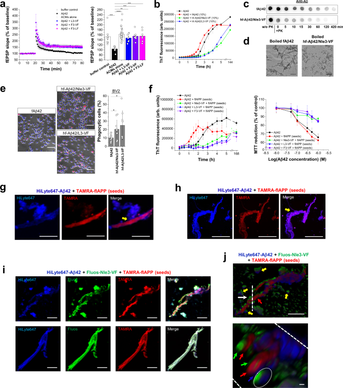 Fig. 7: Properties and functions of Aβ42/ACM co-assemblies.