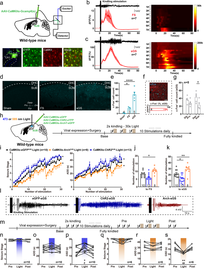 Fig. 1: Subicular pyramidal neurons control the generalization of hippocampal seizures.