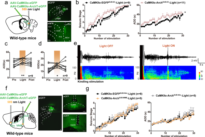 Fig. 3: SUB-EC, SUB-MMB, and SUB-NAc circuits function differently in modulating hippocampal seizures.