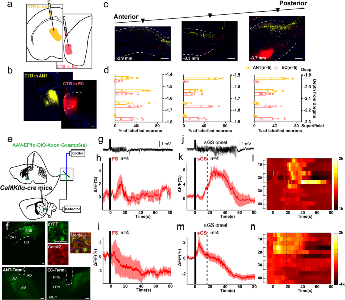 Fig. 5: The ANT-projecting and EC-projecting subicular neuron sub-populations have different responses to hippocampal seizures.