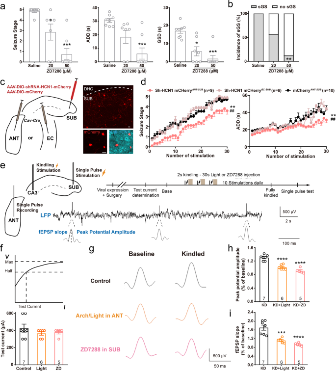 Fig. 7: HCN channel-based synaptic plasticity in the SUB-ANT circuit contributes to hippocampal seizures.