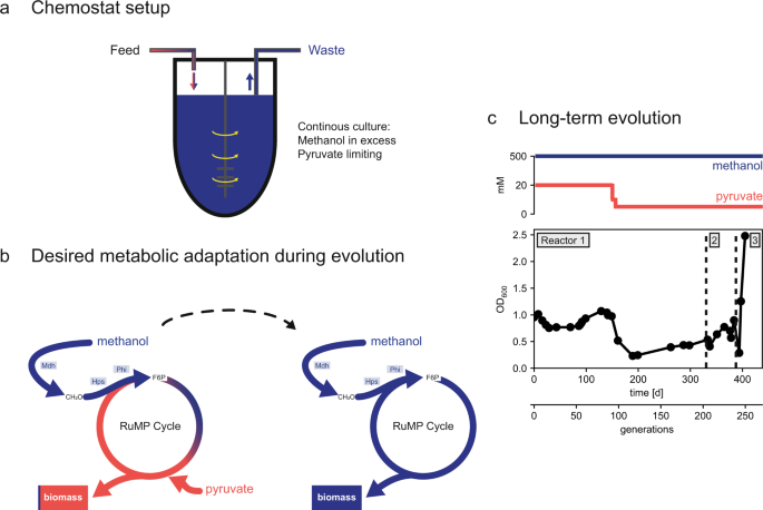 Fig. 2: Long-term evolution of the strain ΔfrmAΔtpiA.