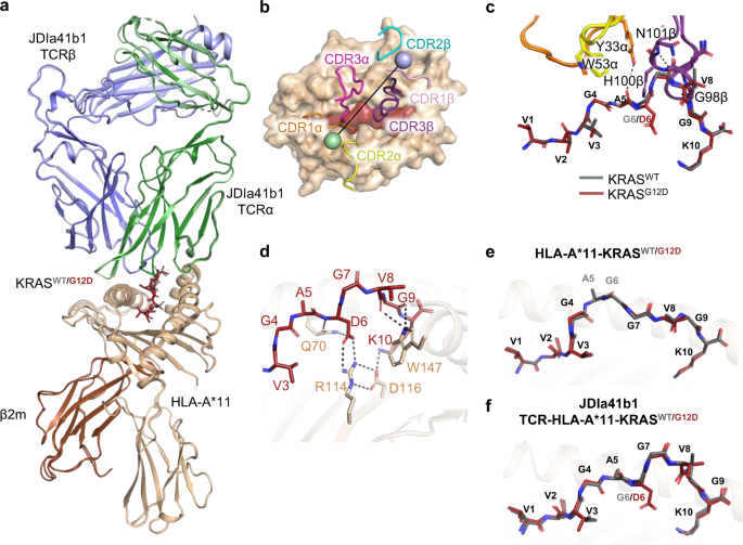 Fig. 2: The JDIa41b1 TCR adopts a virtually identical binding mode in complex with HLA-A*11-KRASG12D and HLA-A*11-KRASWT.