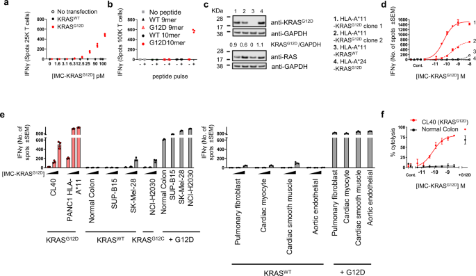 Fig. 5: IMC-KRASG12D mediated T cell activation and redirected killing of cancer cells expressing KRASG12D, but not KRASWT.