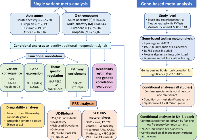 Fig. 2: Workflow of the genetic analyses performed for QT, JT, and QRS.