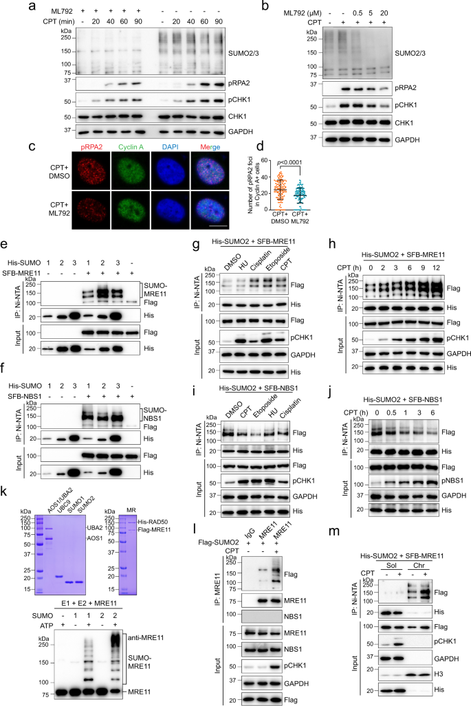 SUMO-1 CRISPR Knockout and Activation Products (h)