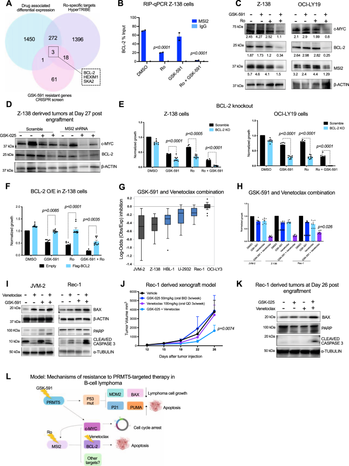 Fig. 7: MSI2 regulates BCL-2 translation and GSK-591 synergizes with venetoclax inducing apoptosis in vitro and in vivo.