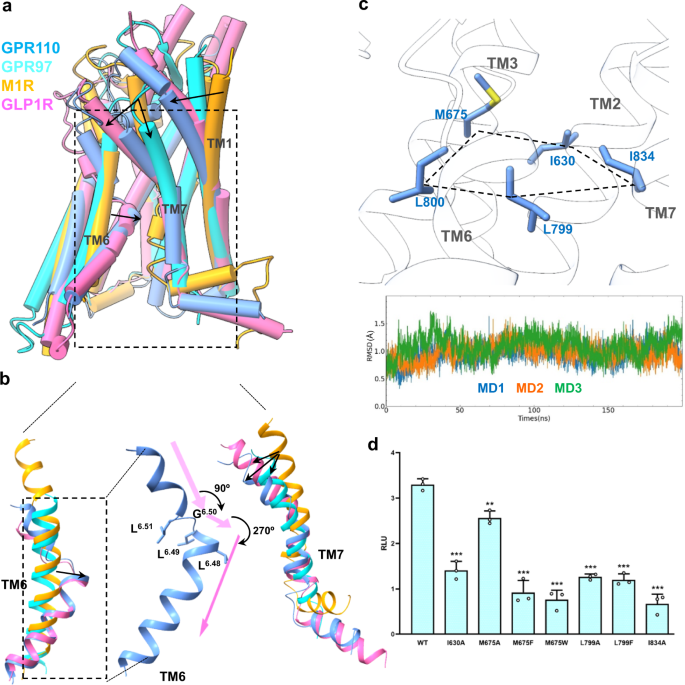Fig. 3: A distinct active conformation of GPR110.