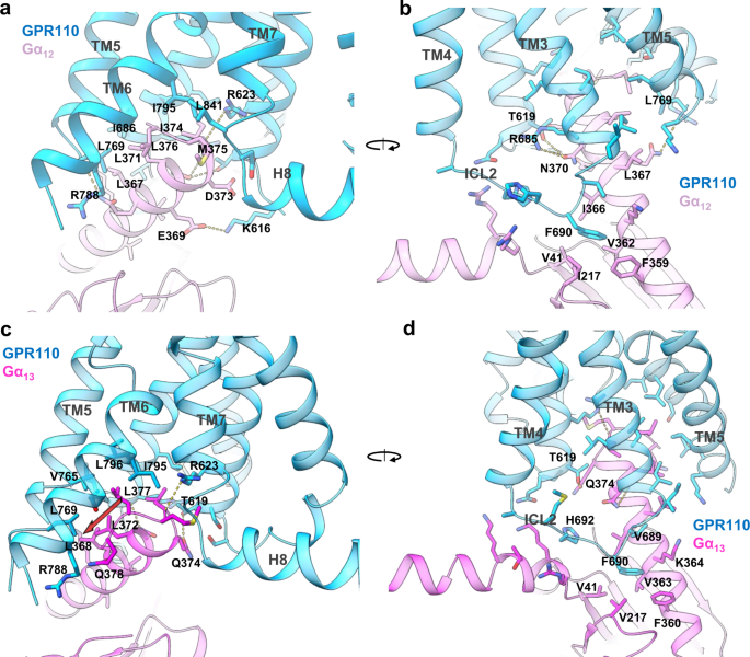 Fig. 4: The G12 G13 engagements of GPR110.