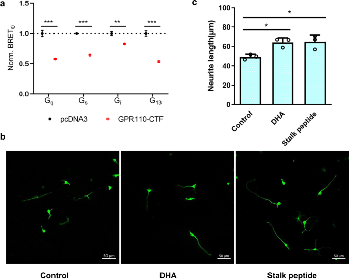 Fig. 6: Physiological relevance of the G-protein coupling of GPR110.