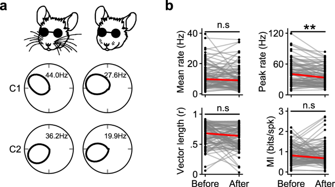 Flexible cue anchoring strategies enable stable head direction coding in  both sighted and blind animals | Nature Communications
