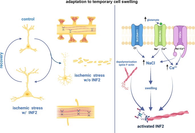 INF2-mediated actin filament reorganization confers intrinsic resilience to  neuronal ischemic injury | Nature Communications