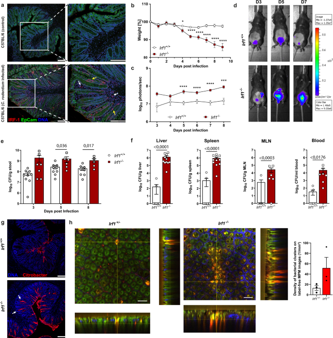 Fig. 1: IRF-1 expression is essential to mount efficient C. rodentium directed immunity.