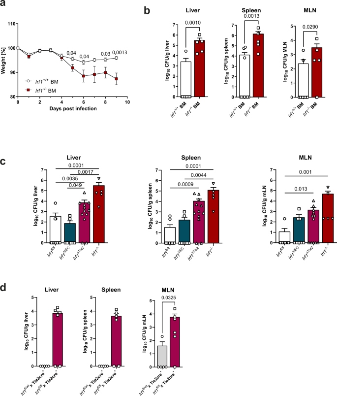 Fig. 3: IRF-1 expression is required in hematopoietic cells during C. rodentium infection.