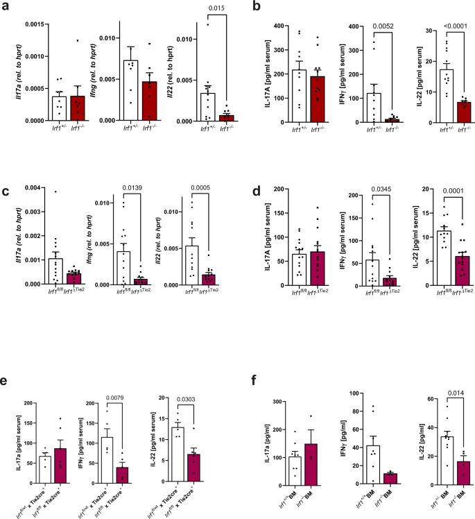 Fig. 4: Irf1 deficiency impairs IL-22 and IFN-γ secretion during C. rodentium infection.