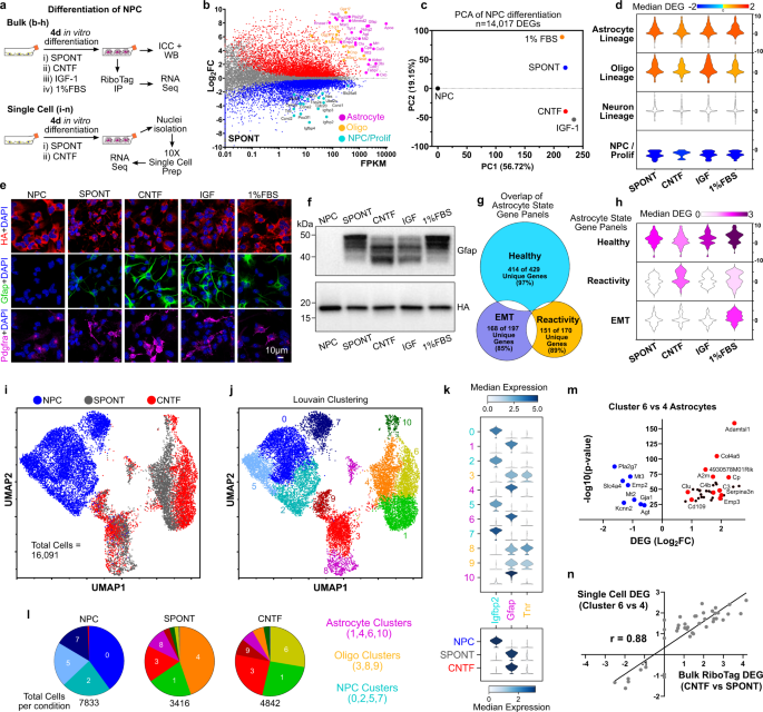 Fig. 2: NPC cell autonomously differentiate into astrocyte and oligodendroglia lineage cells in vitro with phenotype modulated by specific molecules.
