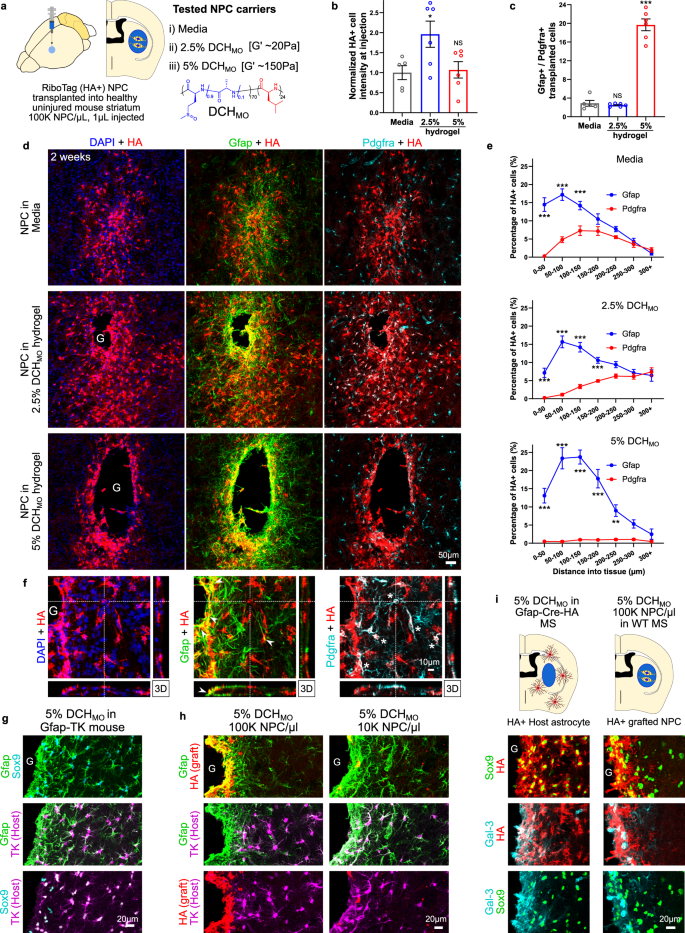Fig. 3: NPC grafted into healthy mouse striatum differentiate into astrocyte and oligodendroglia lineage cells in a spatial and carrier-dependent manner.
