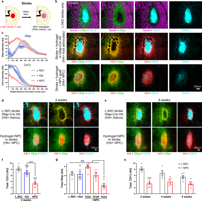 Fig. 4: NPC grafted into striatal stroke generate astroglia that reduce fibrotic scar and bridge lesions.