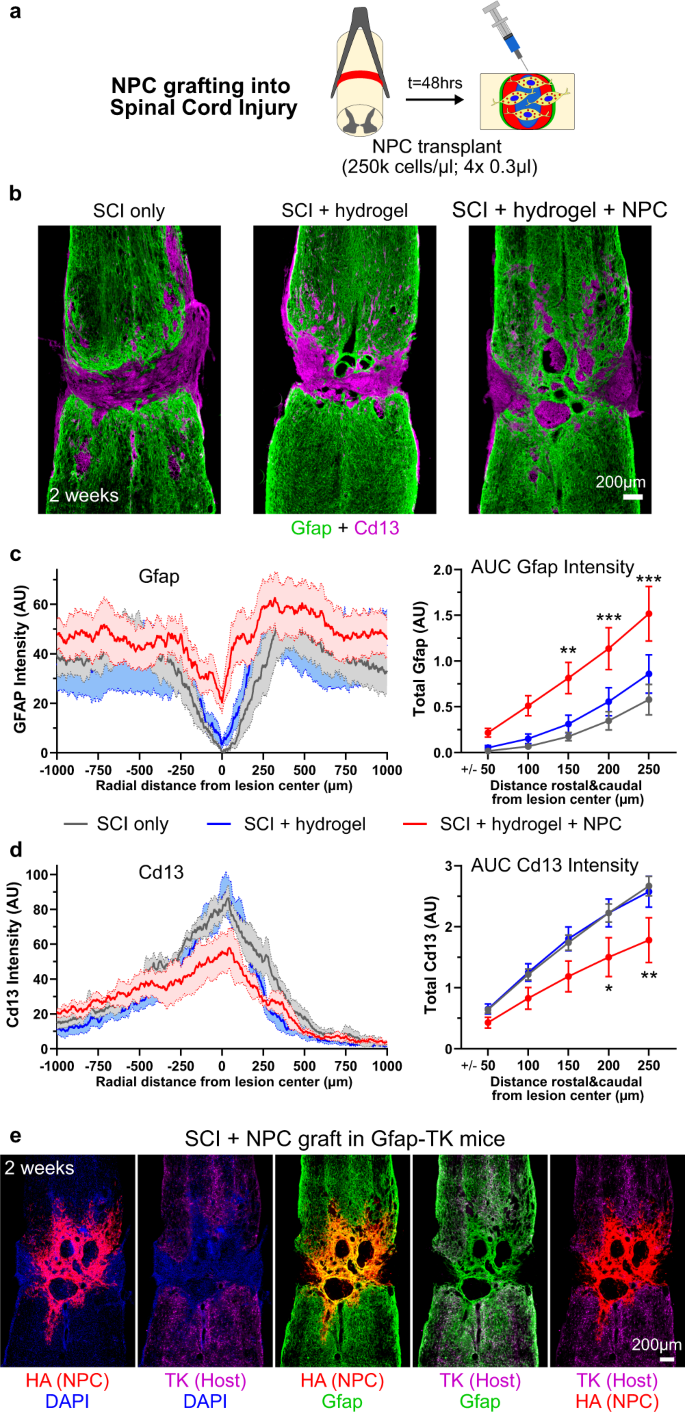 Fig. 5: NPC grafted into SCI generate astroglia that reduce fibrotic scar and bridge lesions.