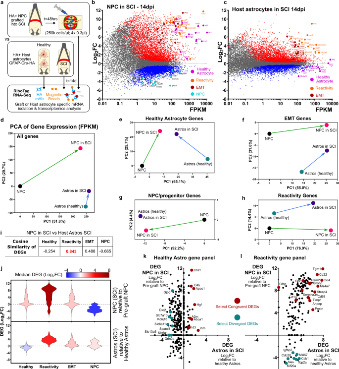 Fig. 7: Astroglia derived from NPC grafted into SCI exhibit similar astroglial reactivity states to host astrocytes responding to SCI.