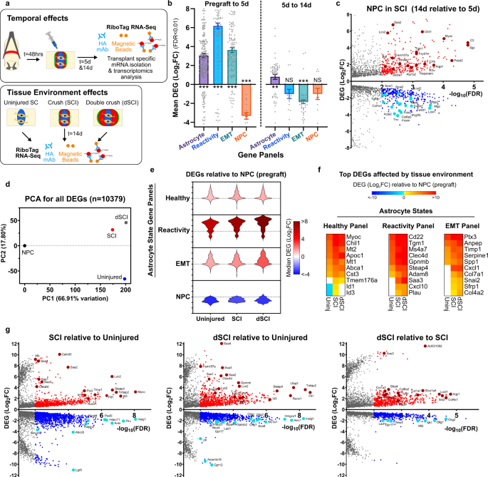 Fig. 8: Astroglia derived from NPC grafted into subacute crush spinal cord injury mature over time and are altered non-cell autonomously by grafted environment.