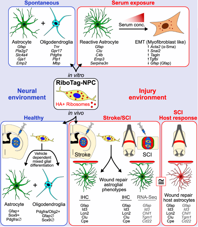 Fig. 9: Schematic summarizing the main findings.