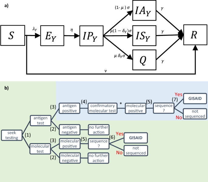 Fig. 4: Transmission model and reconstruction of the SARS-CoV-2 reporting process in Italy.