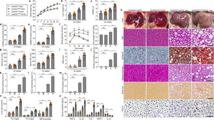 Fig. 2: Hepatocyte-specific DUSP22 knockout exacerbates HFHC-induced NASH pathologies.