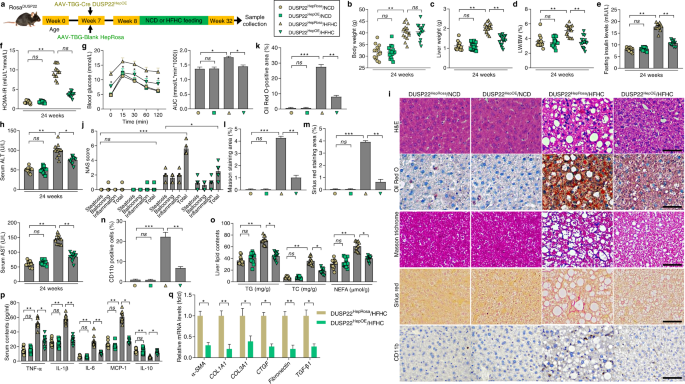 Fig. 3: Hepatocyte-specific DUSP22 overexpression ameliorates HFHC-induced NASH pathologies.