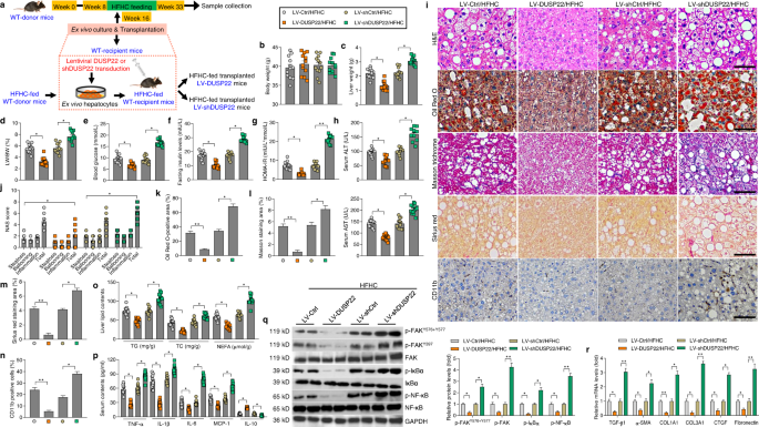 Fig. 7: DUSP22 protects against HFHC-induced NASH pathologies.