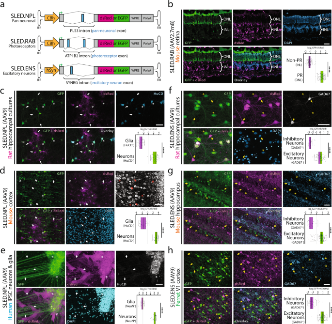 Fig. 2: SLED vectors maintain cell-specific expression when delivered using AAV.