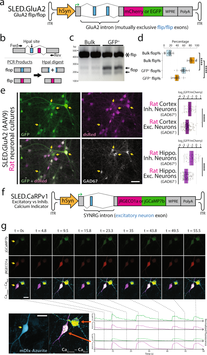Fig. 3: Generation of splicing-based tools using SLED vectors.