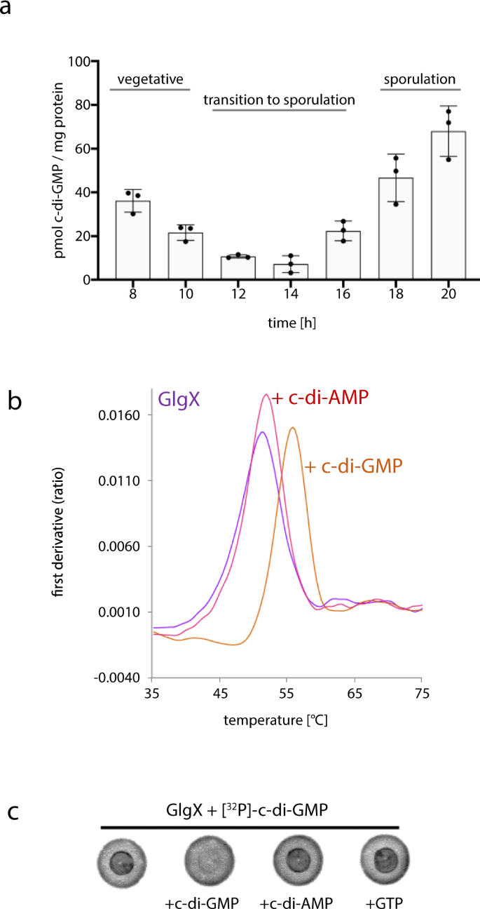 Allosteric regulation of glycogen breakdown by the second messenger cyclic  di-GMP | Nature Communications