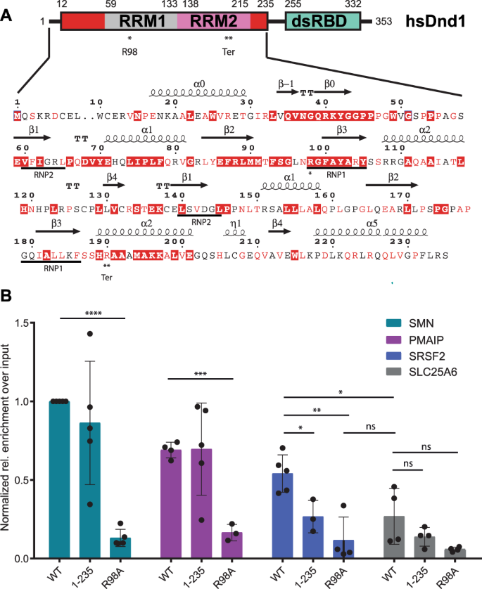 Fig. 1: DND1 binds RNA targets mainly through its RRMs.