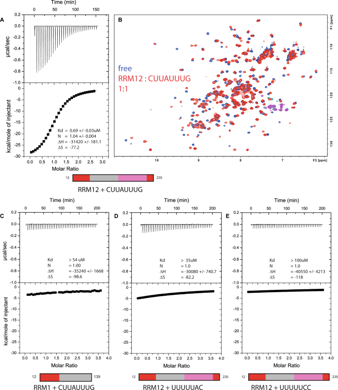 Fig. 2: Cooperative binding of DND1’s tandem RRMs to AU-rich RNA.