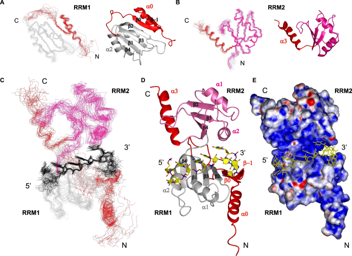 Fig. 3: Solution structures of DND1’s tandem RRMs bound to CUUAUUUG RNA.