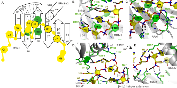 Fig. 4: Intermolecular contacts between the DND1 tandem RRMs and the CUUAUUUG RNA.