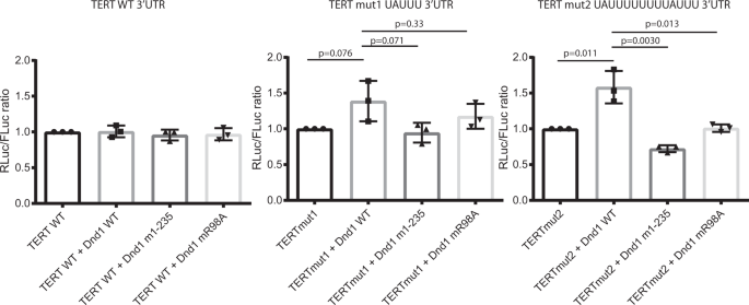 Fig. 5: Introduction of an AU-rich motif into a UTR is sufficient, RNA binding by the tandem RRMs is not enough for target rescue by DND1.