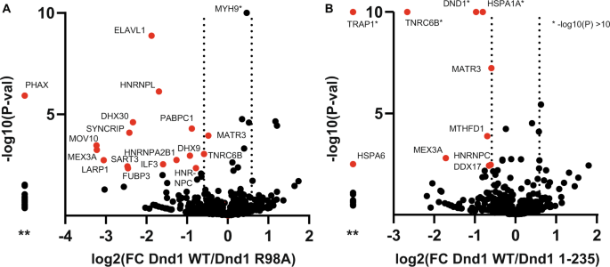 Fig. 6: Proteomics analysis revealed differential interaction networks of targets of mutant versus WT DND1.